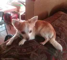 Lost Dog