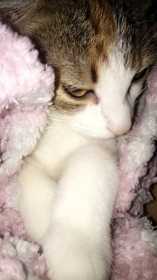Lost Cat