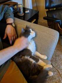 Lost Cat