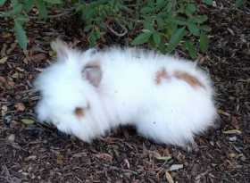 Lost Rabbit