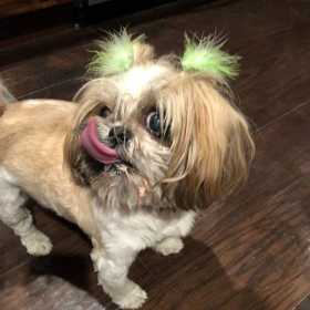 Lost Dog