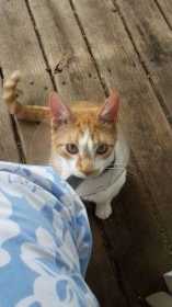 Lost Cat