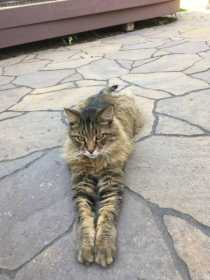 Lost Cat