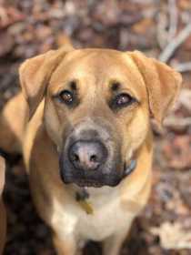 Lost Dog