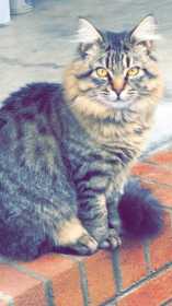 Lost Cat