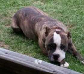 Lost Dog