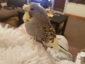 Lost Budgerigar