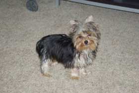 Lost Dog
