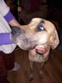 Lost Dog