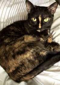 Lost Cat