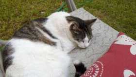 Lost Cat