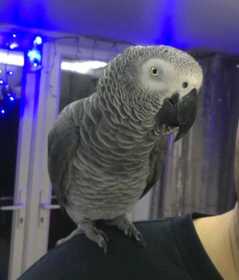 Lost African Grey