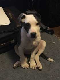 Lost Dog