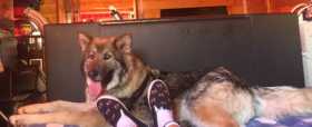 Lost Dog