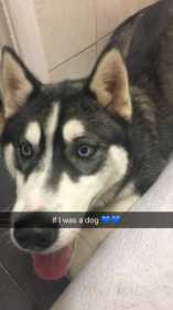 Lost Dog