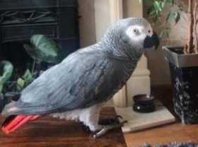 Lost African Grey