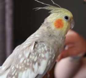 Lost Cockatiel