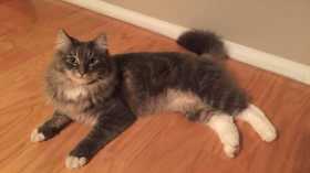 Lost Cat