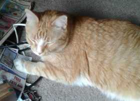 Lost Cat