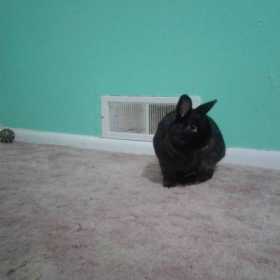 Lost Rabbit