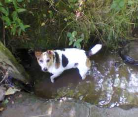 Lost Dog