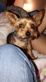 Lost Dog