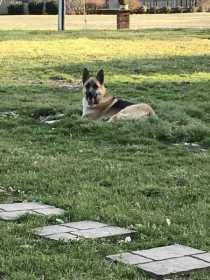 Lost Dog