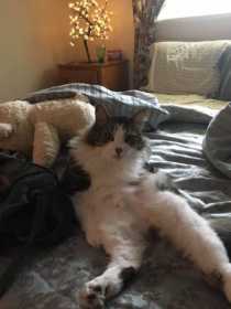Lost Cat