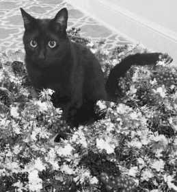 Lost Cat