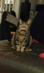 Lost Cat