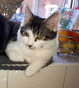 Lost Cat