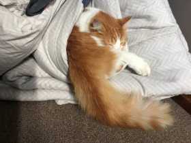 Lost Cat