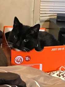 Lost Cat
