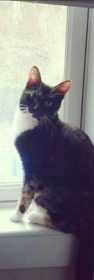 Lost Cat