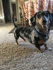 Lost Dog