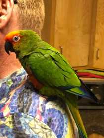 Lost Conure