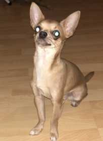 Lost Dog