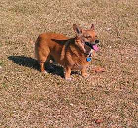 Lost Dog