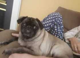 Lost Dog
