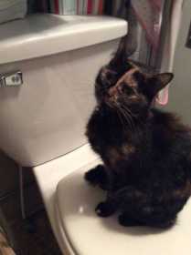 Lost Cat