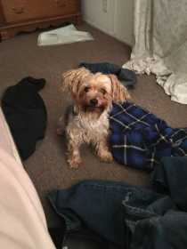 Lost Dog