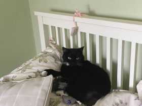 Lost Cat