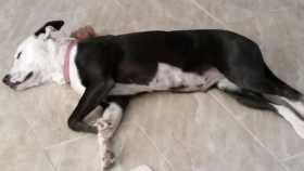 Lost Dog