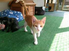 Lost Cat