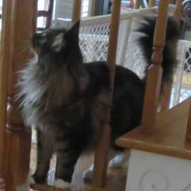Lost Cat