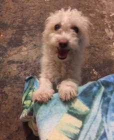 Lost Dog