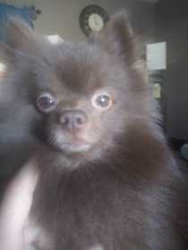 Lost Dog