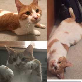 Lost Cat