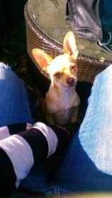 Lost Dog
