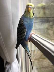 Lost Parakeet